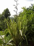 Phormium tenax