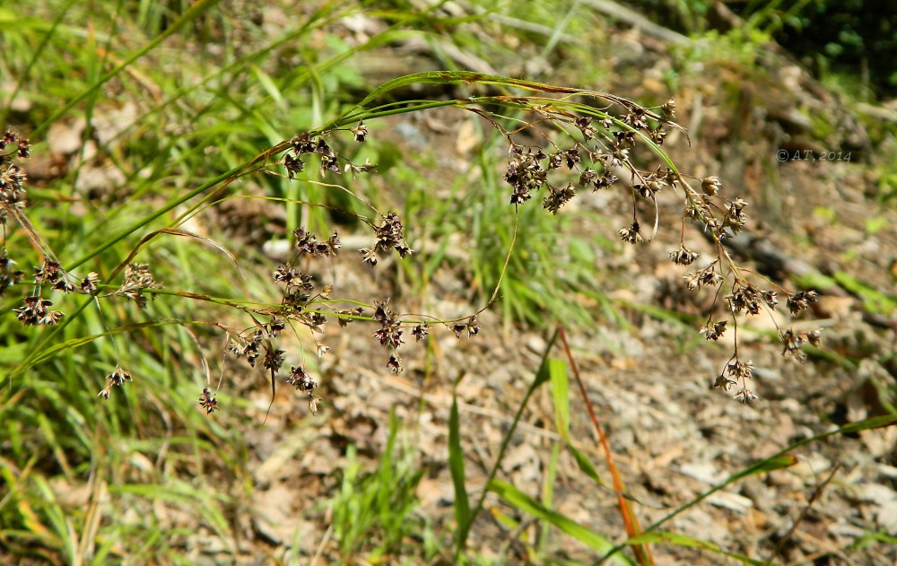 Изображение особи Luzula sylvatica.