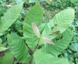 Castanea mollissima. Верхушка однолетнего сеянца. Подмосковье, в культуре. 16.08.2014.