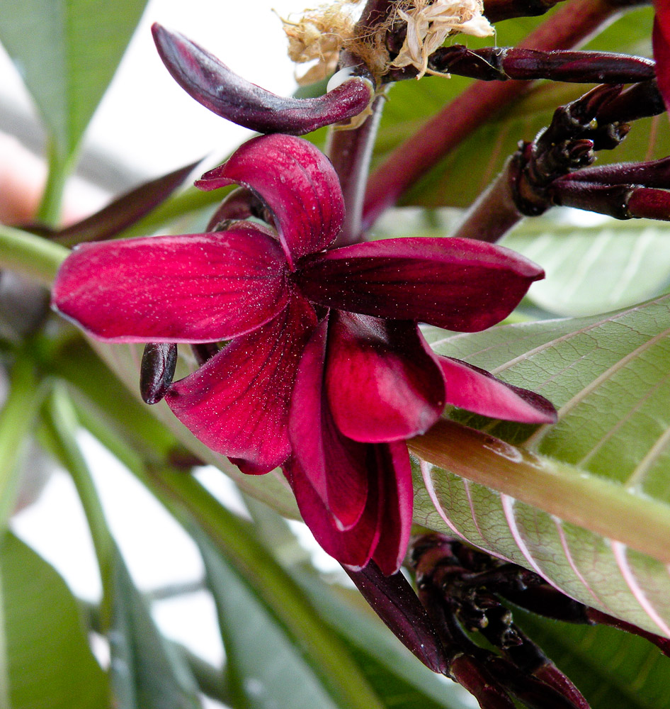 Изображение особи Plumeria rubra.