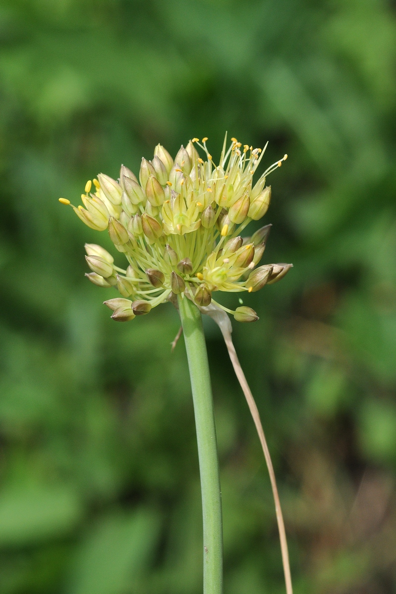Изображение особи Allium petraeum.