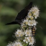 Spiraea salicifolia