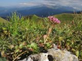 Sedum spurium