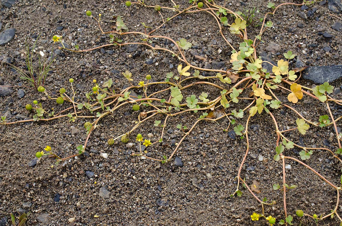 Изображение особи Ranunculus natans.