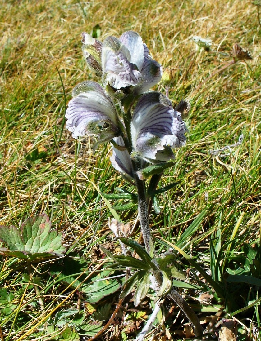 Image of Aconitum rotundifolium specimen.