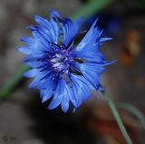 ботаническое описание василек синий