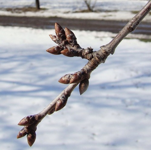 Изображение особи Cerasus vulgaris.