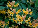 Lonicera × tellmanniana. Соцветия. Приморье, Находкинский городской округ, пос. Ливадия, в культуре. 04.07.2016.