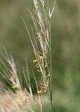 Neotrinia splendens. Фрагмент соцветия. Хакасия, окр. с. Аршаново, молодое цветущее растение на обочине дороги через караганово-ковыльную степь. 23.07.2016.