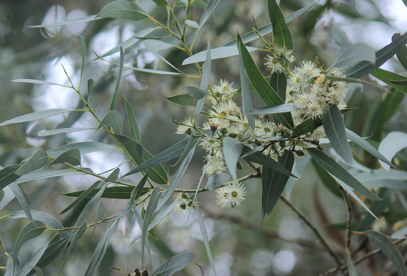 Изображение особи Eucalyptus glaucescens.
