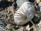 Pulsatilla regeliana. Плод. Иркутская обл., Шелеховский р-н, окр. с. Шаманка, луг близ устья р. Куйтун. 21.05.2016.