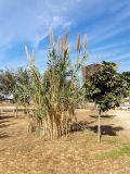 Arundo donax