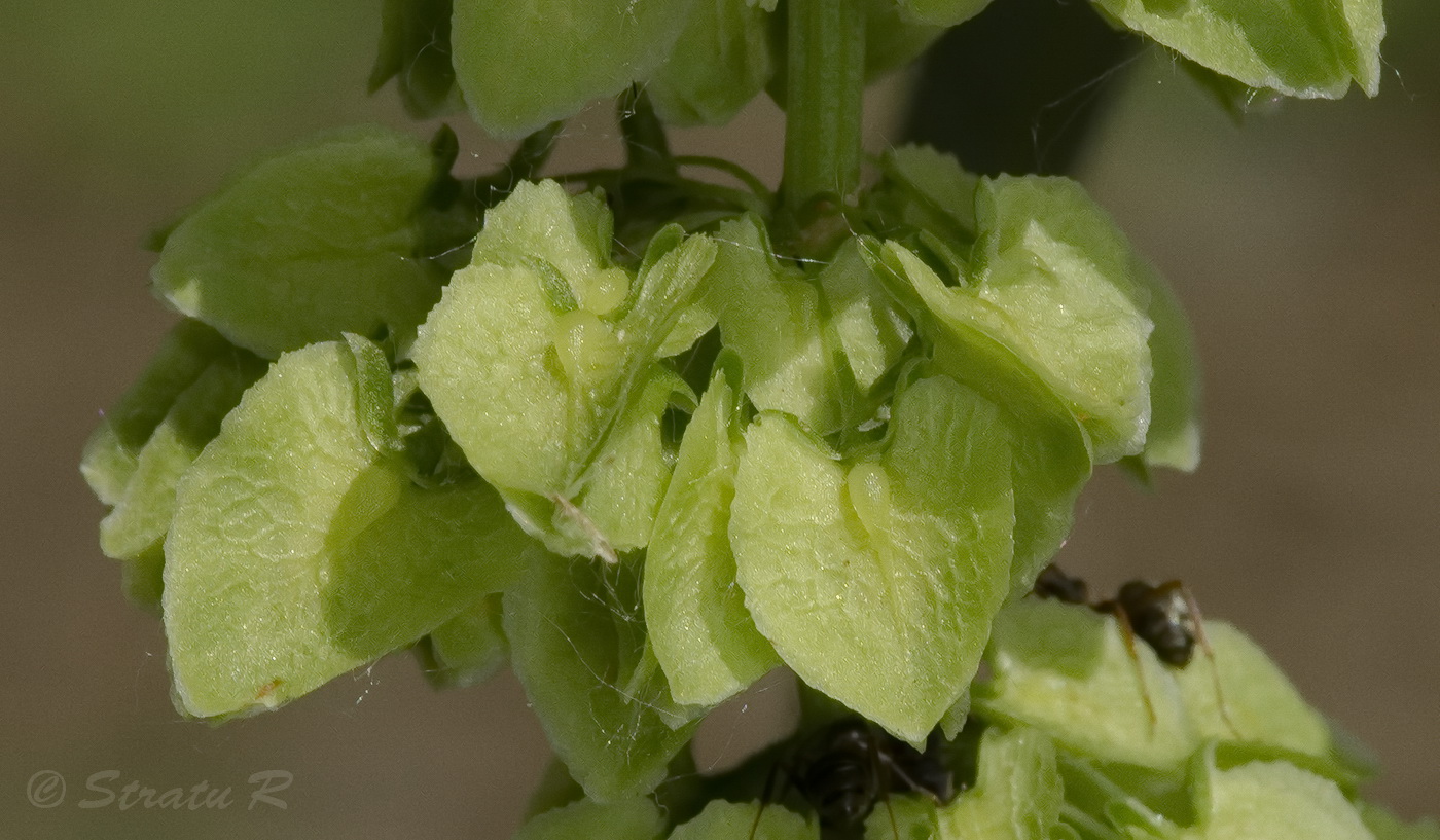 Изображение особи Rumex patientia.