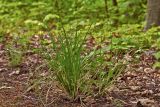 Carex spicata