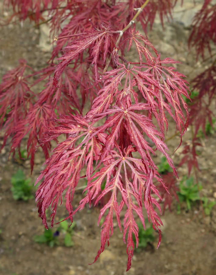 Изображение особи Acer palmatum.