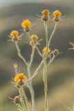 Centaurea solstitialis