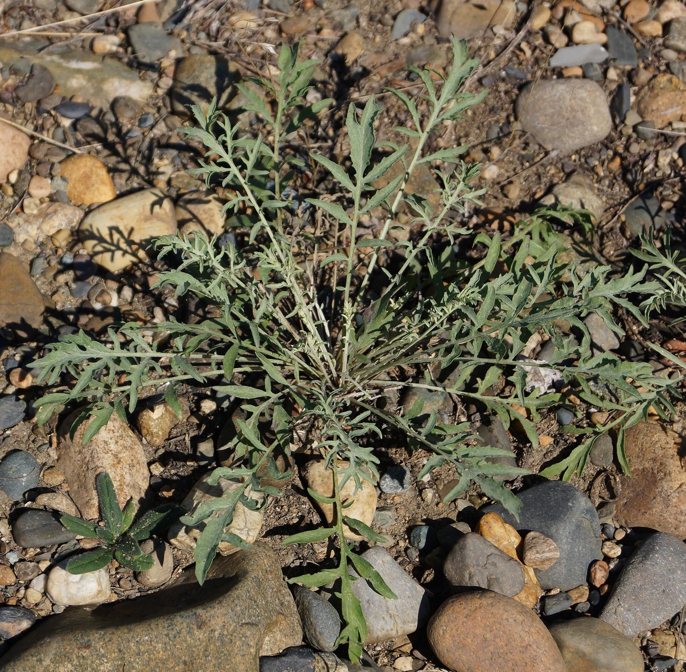 Image of Centaurea diffusa specimen.