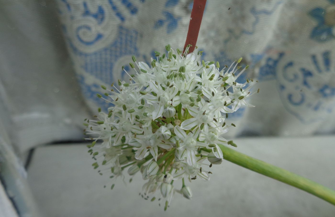 Изображение особи Allium ascalonicum.