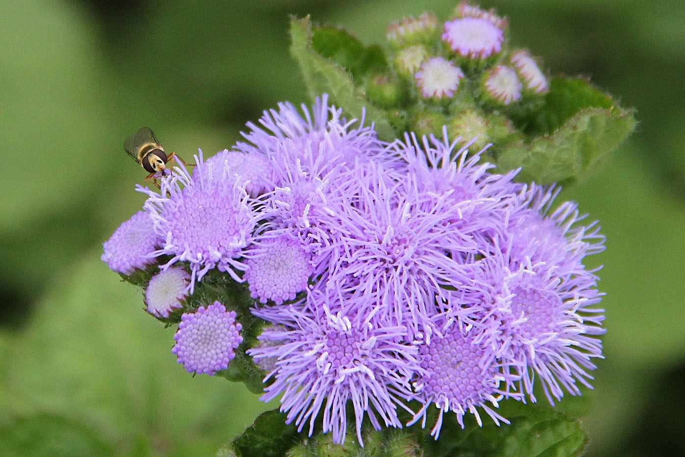 Изображение особи Ageratum houstonianum.