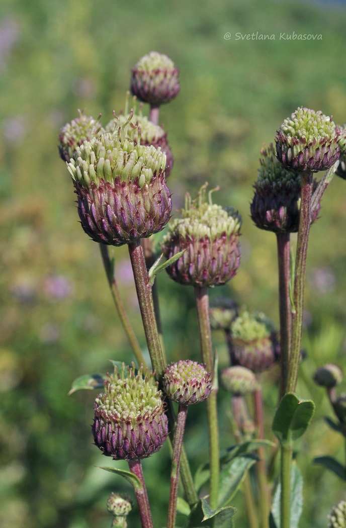 Изображение особи Cirsium setosum.