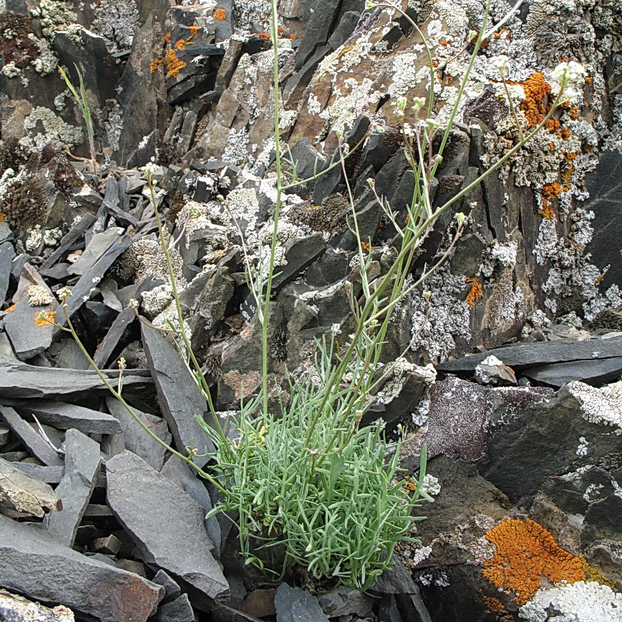 Изображение особи Lepidium karataviense.