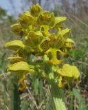 Orchis punctulata. Соцветие. Краснодарский край, м/о г. Новороссийск, гора Шахан, пушистодубово-грабинниковое редколесье на южном склоне горы. 17.04.2018.