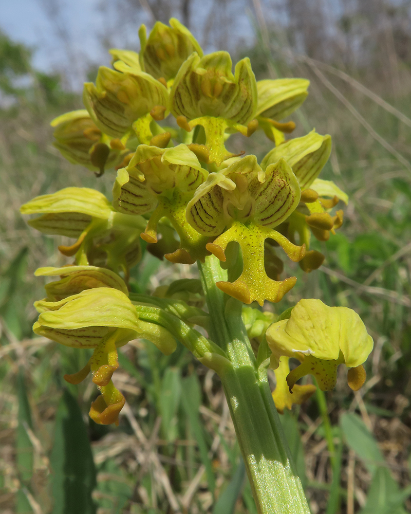 Image of Orchis punctulata specimen.