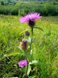 Centaurea pseudophrygia