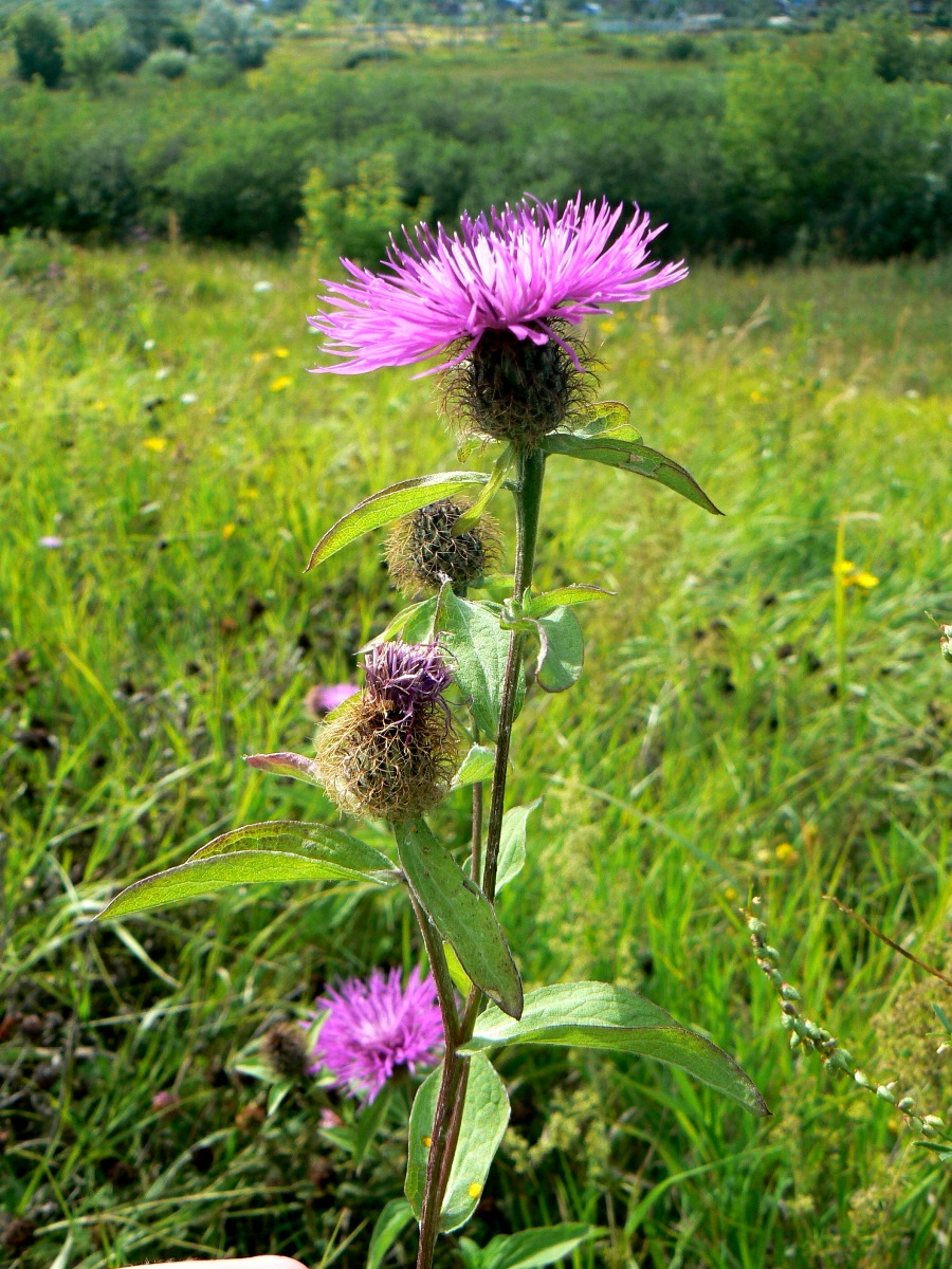 Изображение особи Centaurea pseudophrygia.