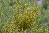 Ephedra equisetina