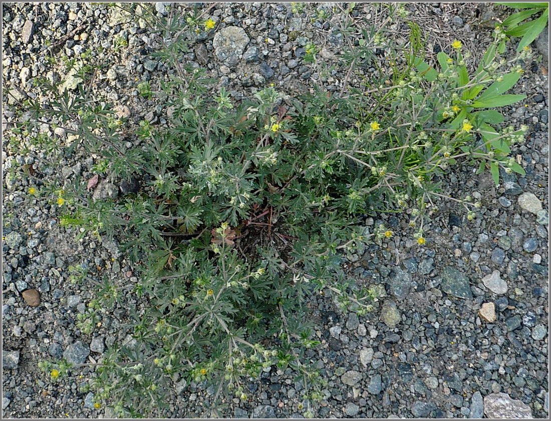 Изображение особи Potentilla argentea.