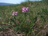 Pedicularis interioroides