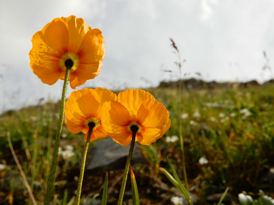 Изображение особи Papaver pseudocanescens.