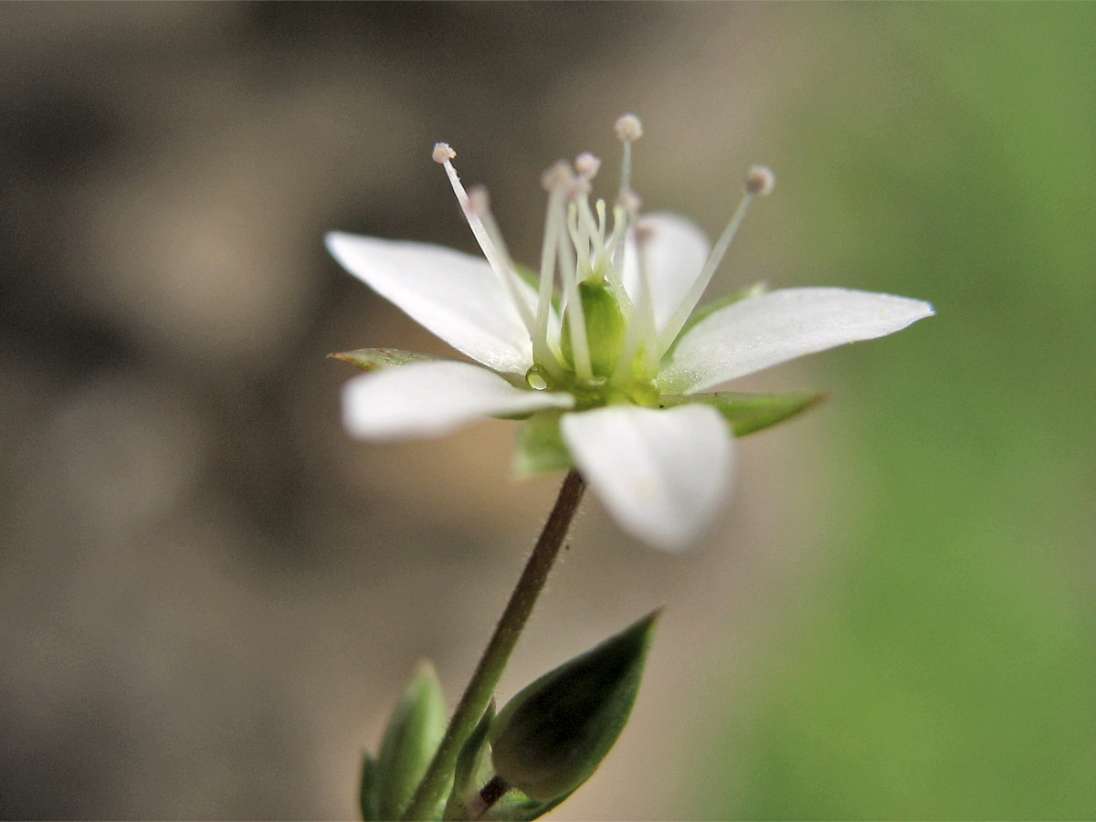 Image of Minuartia pauciflora specimen.