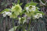 Helleborus caucasicus. Верхушки цветущих и плодоносящих побегов. Краснодарский край, Адлерский р-н, Ахштырское ущелье, широколиственный лес. 12.03.2019.