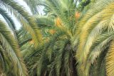 Phoenix canariensis. Листья взрослых растений. Краснодарский край, Черноморское побережье Кавказа, г. Сочи, в культуре. 28 мая 2015 г.