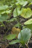 Platanthera ditmariana. Верхняя часть плодоносящего растения со сломанным цветоносом. Сахалинская обл., Томаринский р-н, окр. г. Томари, долина правого притока р. Томаринка в нижнем течении, смешанный лес. 03.08.2017.