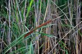 Typha angustifolia. Верхушка побега с соплодием. Челябинская обл., Сосновский р-н, берег оз. Малый Кременкуль, у воды. 27.07.2020.