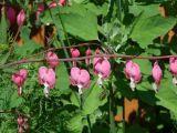 Dicentra spectabilis. Часть соцветия. Иркутская обл., Иркутский р-н, пос. Листвянка, в культуре. 24.06.2020.