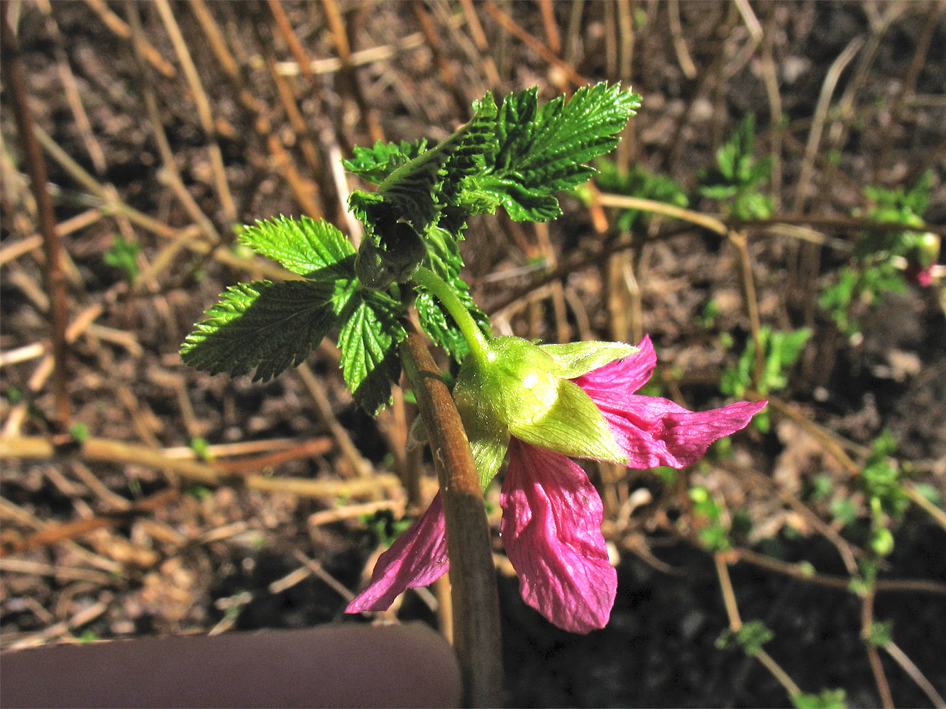 Изображение особи Rubus spectabilis.