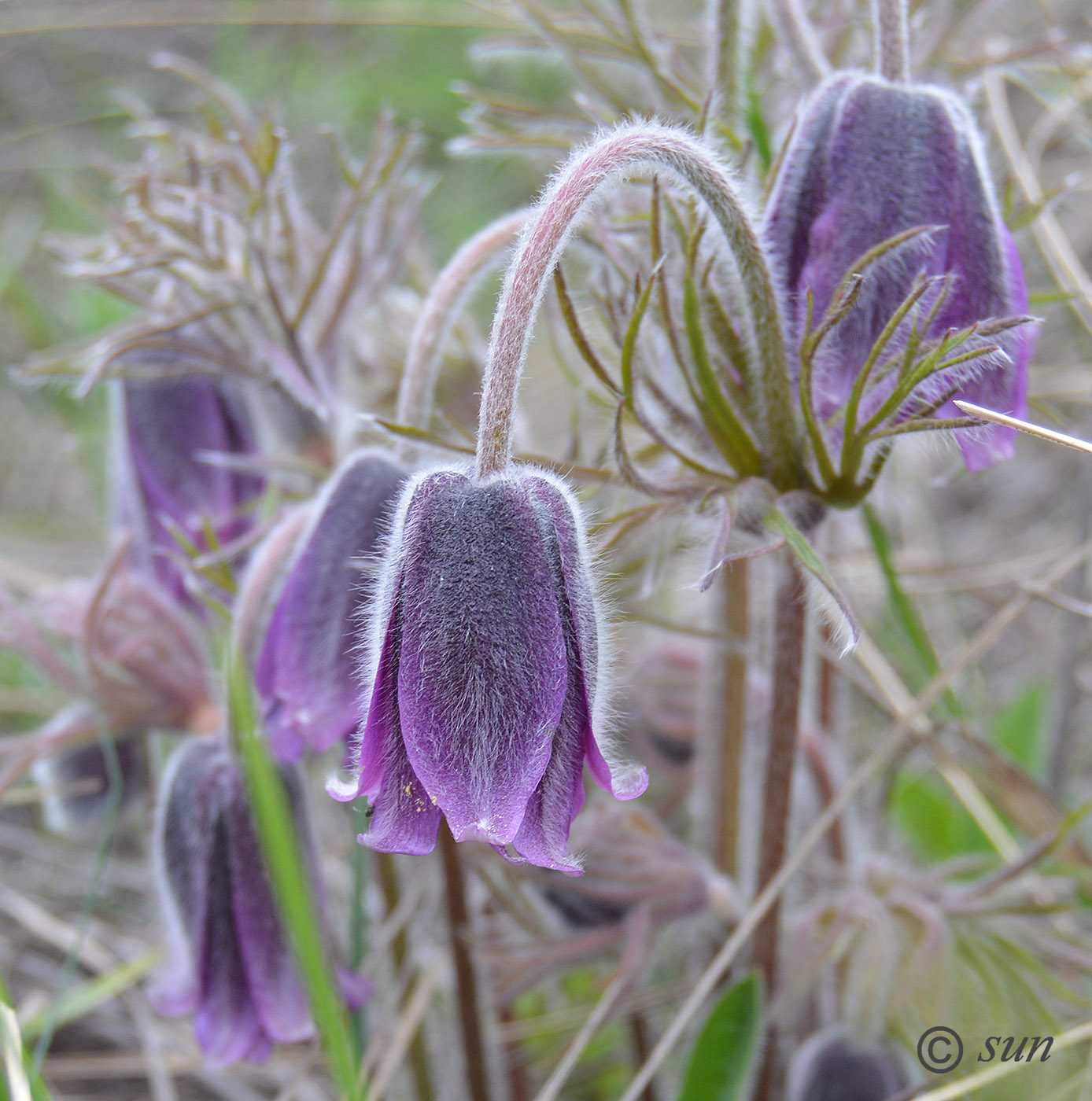 Изображение особи Pulsatilla ucrainica.