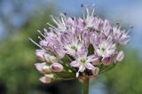 род Allium