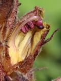 Orobanche owerinii