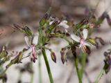 Pelargonium laxum