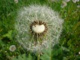 Taraxacum officinale