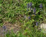 Ajuga reptans