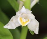 Cephalanthera caucasica. Цветок. Дагестан, Табасаранский р-н, окр. с. Татиль, просвет в буковом лесу. 8 мая 2022 г.