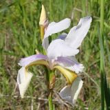 Iris sanguinea