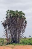 семейство Arecaceae