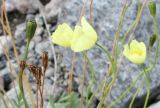 Papaver lapponicum. Верхушки побегов с цветками, незрелыми и зрелыми плодами-коробочками. Мурманская обл., Хибины, западное подножие г. Кукисвумчорр. 11.08.2010.